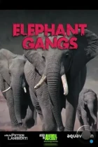 Гангстеры дикой природы / Gangland Killers (2014) HDTV