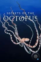 Тайны осьминога / Secrets of the Octopus (2024) WEB-DL