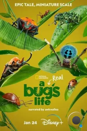 Настоящая жизнь жука / A Real Bug's Life (2024)