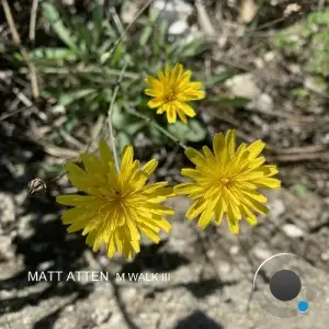 Matt Atten - M Walk III (2025)